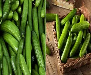 خیار رو چطوری نگه داریم که خراب نشه؟/ راز تازه موندن خیار که هیچکس بهت نمی‌ گه