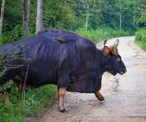 گاوهای باورنکردنی؛ گاو غول پیکر کوهانش از زیر گلوش زد بیرون رو زمین کشیده میشه