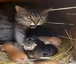معماری طبیعت؛ گربه خر مغز در دفاع از توله هاش کتکشون زد