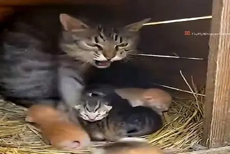 معماری طبیعت؛ گربه خر مغز در دفاع از توله هاش کتکشون زد