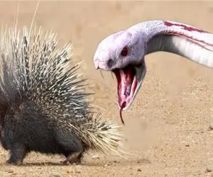 شاهکار حیات وحش / نبرد وحشیانه جوجه‌تیغی جنگاور با مار زهرآگین برای بقا