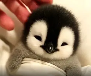 جذابیت حیات وحش / روتین شستشو و ماساژ بچه پنگوئن پشمالو قند تو دلت آب میکنه