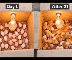 کارخانه حیوانات؛ تخم مرغ و گذاشته تو کارتون لامپ و خاموش روشن میکنه چند روزه مرغ میشه