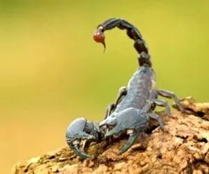 حیوان آزاری؛ از خدا بی خبرها عقرب بیچاره رو میندازن تو نوشابه تا خفه بشه