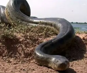 حیوانات غول جثه؛ مارهای پیتونی که به قدری بزرگ هستن وقتی پهن می شن کل اتوبان می بندن