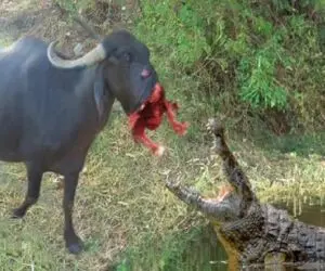 مستند حیات وحش؛ بوفالو در جنگ با تمساح صورتش را از دست داد