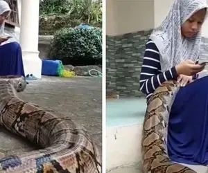 دوستی عجیب دختر اندونزیایی با مار پیتون!