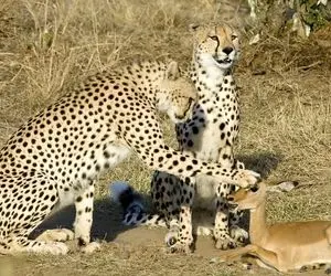 از بدایع حیات وحش؛ پلنگ دلش بازی خواست و قبل پاره کردن بچه آهو حسابی باهاش خوش گذروند