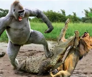 بدایع حیات وحش؛ تمساح سفاک موقع تناول کردن شیر ددمنش توسط میمون هرکول شکار شد