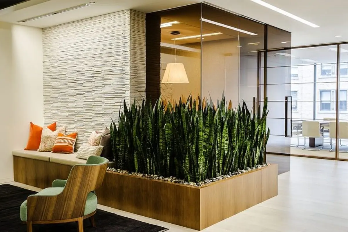 گیاهان توصیه شده در فنگ شویی برای افزایش مال و ثروت؛ آورنده خوشبختی، موفقیت و شانس