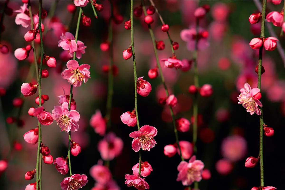 گل هایی که ثروت میارن