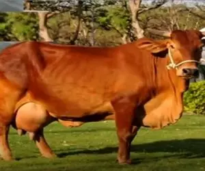 گاوهای باورنکردنی؛ گاو نازنازی قد یه گله گوسفند شیر میده فقط چون عضله داره