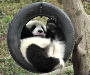 شاهکار حیات وحش/ مواجهه پاندا با ابزار بازی که منجر به انقراض نسلش می شود