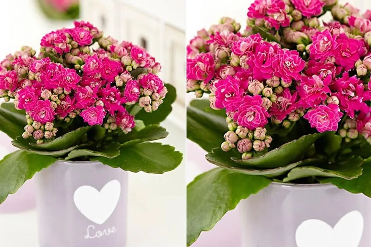 همیشه3