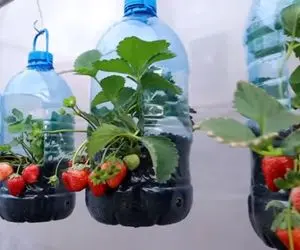 ایده های خلاقانه؛ نحوه پرورش توت فرنگی تو بطری های پلاستیکی آب معدنی صفر تا صدشو گفتم