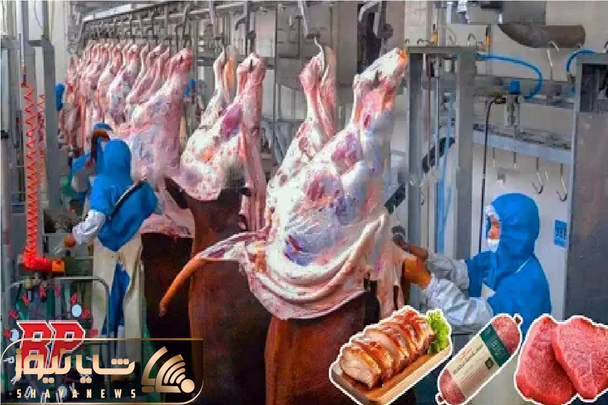 فرآوری گاو؛ واکاوی تکنولوژیک تولید گوشت از ذبح تا بسته‌بندی