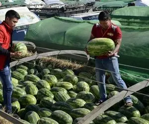 کشاورزی نوین؛ هندوانه ها رو بعد کارواش توی کارخونه بسته بندی میکنن برای فروش