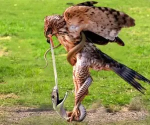 بدایع حیات وحش؛ پیتون غول پیچید دور شاهین ضحاک ببلعتش اونم زبونش و از حلقش درآورد