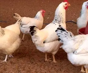 فیلم هجوم مردم به یک مرغداری/ دزدیدن مرغ های زنده توسط مردم