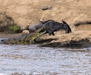 مستند حیات وحش؛ گریه دختر فیلمبردار وقتی گوزن شکار شد