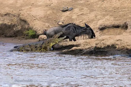 مستند حیات وحش؛ گریه دختر فیلمبردار وقتی گوزن شکار شد