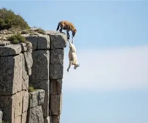 مستند حیات وحش / جاذبه بز رو یاری نکرد قربانی کفتار شد