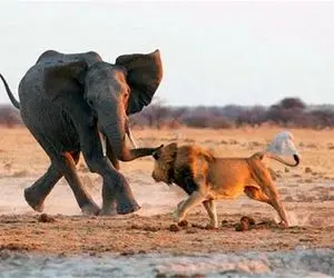 جذابیت حیات وحش / کشتی کج فیل و شیر و اضطرار شیر پس از گرفتار شدن