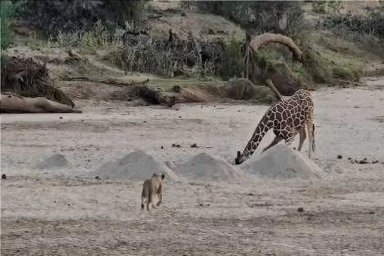 مستند حیات وحش؛ زارفه؛ شیر