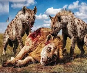 از بدایع حیات وحش؛ کفتارای لاشخور دیدن شیر درحال استراحته گردنشو از قفا جویدن