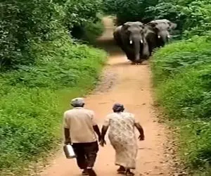 معماری طبیعت؛ فیل ها پیرزن و پیرمرد رو هشتَبلکو کردن