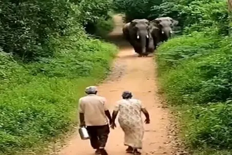 معماری طبیعت؛ فیل ها پیرزن و پیرمرد رو هشتَبلکو کردن