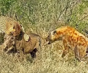 بدایع حیات وحش؛ کفتار لاشخور به شیر در حال تناول حمله کرد خودشم شد خوراک شیر