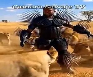 معماری طبیعت؛ مرد با لباس خاردار رفت تو گله شیرها ژست گرفته که نمیتونن بخورنش ولی...