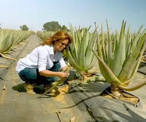 کشاورزی نوین؛ با تجهیزات مدرن آلوئه ورا کاشتن اندازه تیر برق برای تولید شامپو و کرم