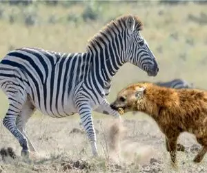 مستند حیات وحش؛ اجرای طرح موش مردگی برای شکار نشدن توسط خرخطدار