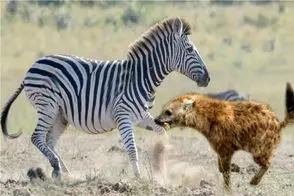 مستند حیات وحش؛ اجرای طرح موش مردگی برای شکار نشدن توسط خرخطدار