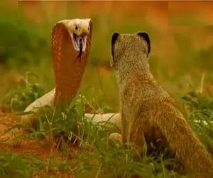 مستند حیات وحش؛ نبرد منزجرانه مانگوس و مار برای برتری جویی