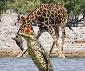 مستند حیات وحش؛ زرافه سکندری خورد زمین تمساح زیرک رو هوا گردنش زد