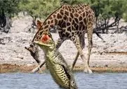 مستند حیات وحش؛ زرافه سکندری خورد زمین تمساح زیرک رو هوا گردنش زد