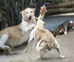 بدایع حیات وحش؛ سگ گمان کرد گربه خونگیه پرید بهش شرحه شد