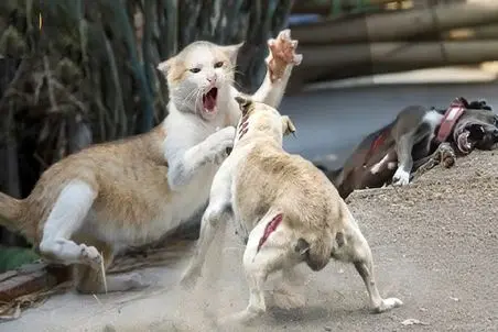 بدایع حیات وحش؛ سگ گمان کرد گربه خونگیه پرید بهش شرحه شد