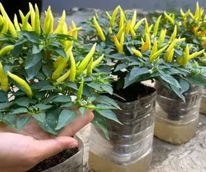 ایده های خلاقانه؛ تو بطری های پلاستیکی آب معدنی فلفل بکار محشر میشه آبیاریم نمیخواد