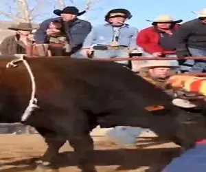 دامداری نوین؛ حیف اون همه زحمت که برای این گاو قدر نشناس کشیدن