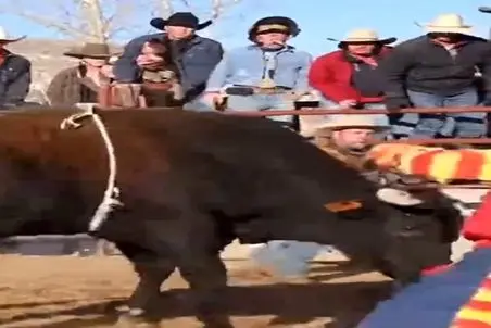 دامداری نوین؛ حیف اون همه زحمت که برای این گاو قدر نشناس کشیدن