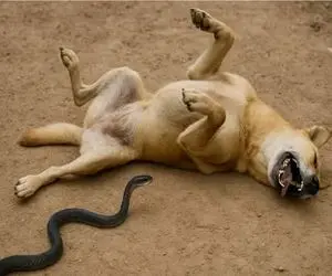 مستند حیات وحش / زمین‌بازی سگ، میدان جنگ مار غدار شد