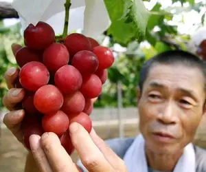 کشاورزی نوین؛ تو ژاپن با تجهیزات مدرن انگور کاشتن هر دونش اندازه گردو هر خوشش یک کیلو