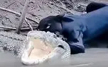 معماری طبیعت؛ جگوار سیاه هشیار بود و در مقابل کروکودیل پیش دستی کرد