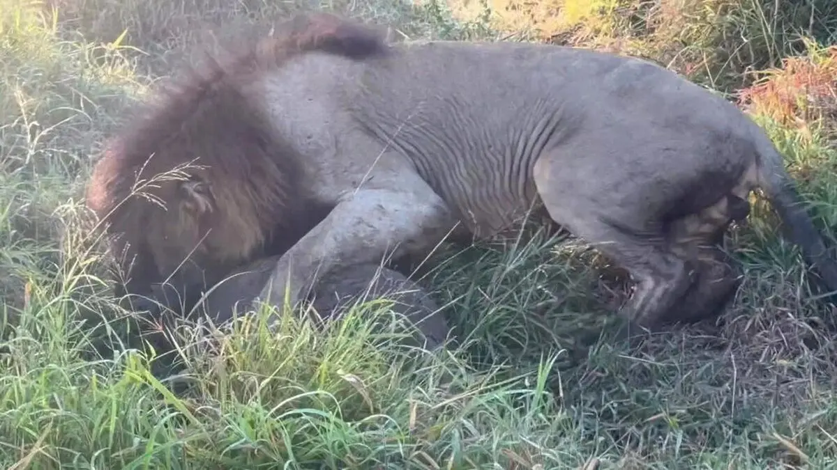 Male-Lion-Wrestles-A-Huge-Warthog-5-1024x576-ezgif.com-webp-to-jpg-converter