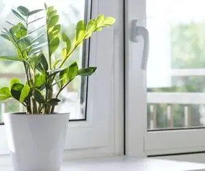 کاشت و برداشت خانگی؛ از قلمه زاموفیلیا چجوری پاجوش بگیریم؟ نکات طلایی تکثیرش