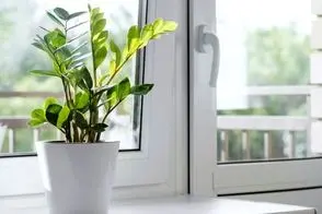 کاشت و برداشت خانگی؛ از قلمه زاموفیلیا چجوری پاجوش بگیریم؟ نکات طلایی تکثیرش